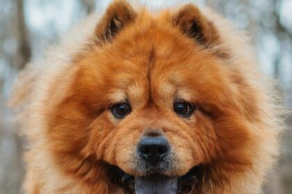 Dog breeds like bears, Bear-like dogs, Dogs resembling bears, Canine bear lookalikes, Adorable bear-like companions, Bear-like features in dogs, Dogs that look like bears, Fluffy bear-like canines, Bear-like dog breeds, Dogs with bear resemblance,