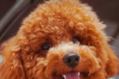 curly-haired dog breeds, cute dogs, adorable pets, curly coat canines, best family dogs, charming dog breeds, fluffy companions, curly-haired breeds, pet lovers, top dog breeds,