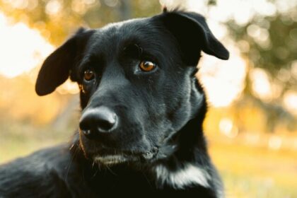 Black dog breeds, Popular black-coated dogs, Elegant canines, Dark-furred companions, Best black dogs, Top black breeds, Black fur pets, Black-colored dogs, Black coat breeds, Most popular dark dogs,