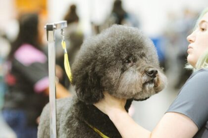 DIY dog grooming, home pet grooming, grooming tips for dogs, canine grooming at home, dog grooming techniques, DIY pet care, at-home dog spa, dog grooming tools, homemade dog grooming, grooming your dog at home,