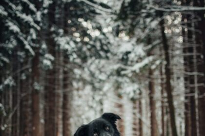 snow dog breeds, cold weather dogs, winter companions, best snow dogs, cold climate breeds, top winter dogs, snow-friendly breeds, dogs for snowy weather, winter dog characteristics, snow-loving canines,