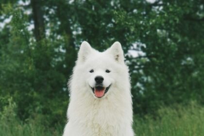 white-coated dog breeds, dogs with white fur, all-white dogs, elegant dog breeds, charming white dogs, white-furred companions, unique white-coat traits, beautiful white dogs, top white breeds, white dog characteristics,