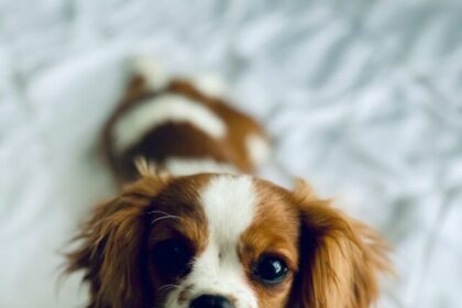 Cavalier King Charles Spaniel, dog breed, characteristics, care, grooming, exercise, health, tips, spaniel breed, pet care,