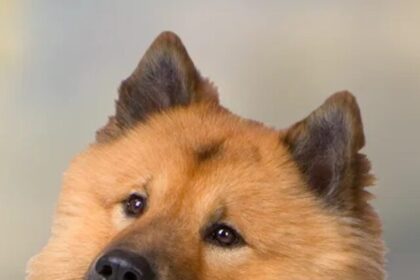 Eurasier, dog breed, characteristics, care, grooming, training, health, calm, loyal, family pets,