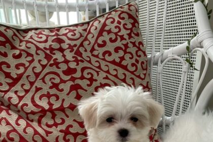 Maltese, dog breed, characteristics, care, grooming, training, health, tips, small dog breed, pet care,