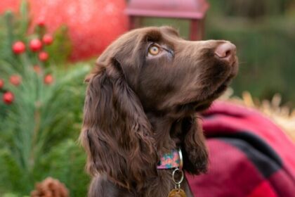 Spaniel dog breeds, Spaniel dogs, Spaniel canines, Spaniel breeds list, Spaniel pets, Spaniel breeds for families, Spaniel breeds characteristics, Spaniel breeds for homes, Spaniel breeds for adoption, Spaniel breeds for companionship,