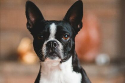 Boston Terrier, dog breed, characteristics, care, grooming, training, health, lively, affectionate, pet care,