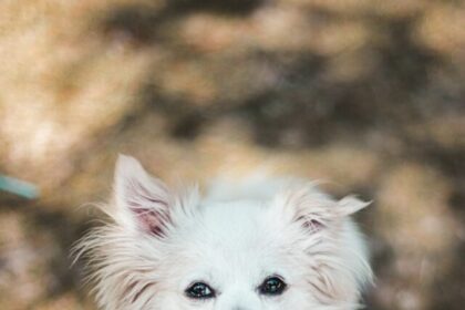 low energy small dogs, dog breeds, best small dogs, relaxed companionship, characteristics, care, lifestyle, suitability, pet care, top breeds,