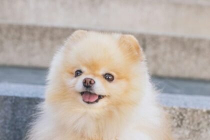 Pomeranian dog breed, Pomeranian care, Pomeranian characteristics, Pomeranian grooming, Pomeranian training, Pom dog breed, Pomeranian health, Pomeranian temperament, Pom care tips, Pomeranian behavior,