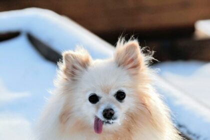 Small dogs for kids, best small dogs, small breeds for children, kid-friendly small dogs, small family dogs, small dog breeds for families, small dogs for families with kids, best small breeds for kids, small dogs for children, small dog breeds for kids,