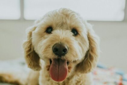 Goldendoodle, facts, designer dog breed, intelligence, friendliness, hypoallergenic, characteristics, care, family pets, top breeds,