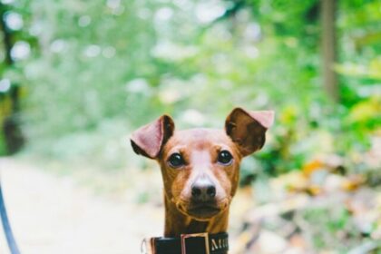 Miniature Pinscher dog breed, Min Pin care, Miniature Pinscher characteristics, Min Pin grooming, Min Pin training, Min Pin health, Min Pin temperament, Miniature Pinscher breed, Min Pin behavior, Miniature Pinscher care tips,