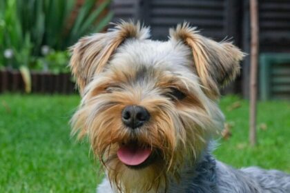 Toy dog breeds, small dog breeds, toy breeds for families, pet toy dogs, small companion dogs, toy breeds list, best toy breeds, toy dogs for homes, toy breeds for kids, toy breed pets,