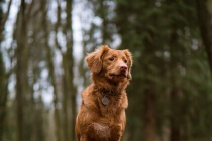 Popular brown dog breeds, brown dogs, brown canines, brown dog breeds list, brown pets, popular brown pets, brown dog breeds for families, brown dog breeds characteristics, brown dog breeds for homes, brown dog breeds for adoption,